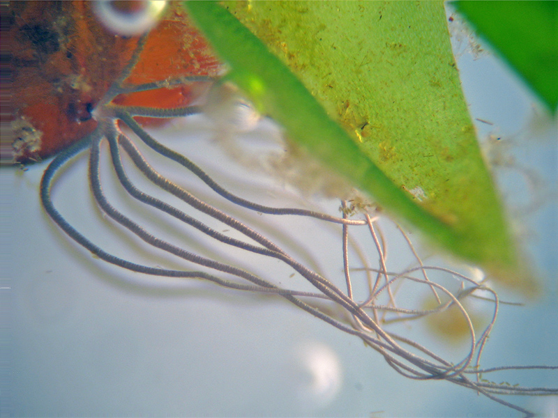 Pupa di Simulidae